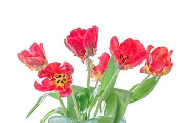 Red Parrot tulip in vase, isolated on white background