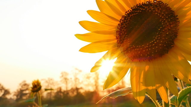 Sunflower field during sunset, Tilt down camera