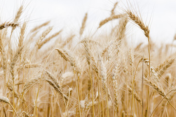 Golden Wheat Field with ripe ears of corn