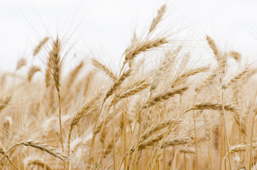 Golden Wheat Field with ripe ears of corn