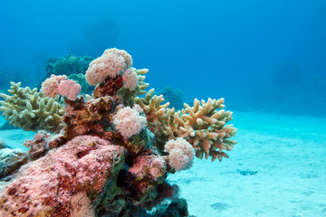 coral reef with hard corals in tropical sea - underwater