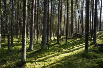 Dark forest with fir and pine trees at the summer