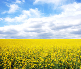 Fototapeta premium Rapsfeld
