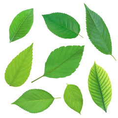Set of beautiful green spring leaves isolated on white