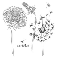 Set of dandelion isolated on white background. Hand drawn vector