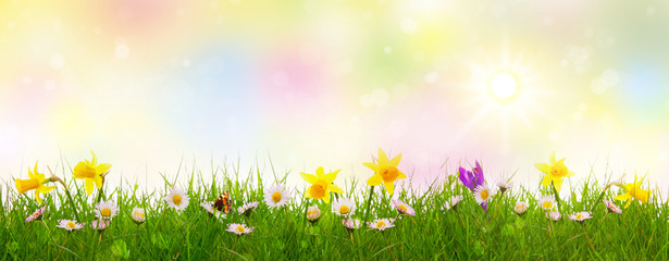 Fototapeta na wymiar Green grass and colorful spring flowers.