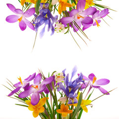 Colorful spring flowers .