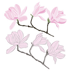 Set of magnolia isolated on white background. Hand drawn vector