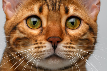 closeup bengal cat looking in camera