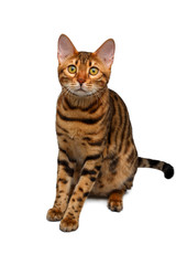 bengal cat sitting on white