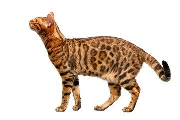Fototapeta na wymiar bengal cat standing and sniffing on white