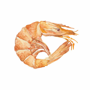 Shrimp isolated on a white background.Vector, watercolor hand dr
