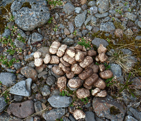 Horse poo