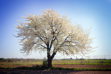 Single blossoming tree in spring