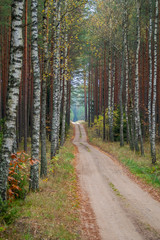 Road through the autumn forest