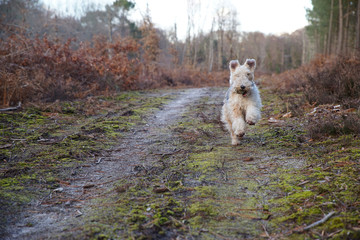 Fox Terrier en action