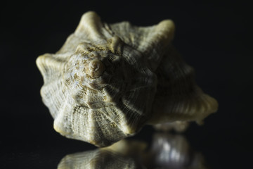 Sea shell frontal view