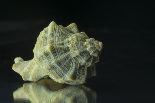 Sea snail shell