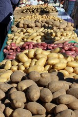 Différentes variétés de pommes de terre au marché