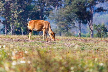 Fototapeta premium cow eat grass in the field