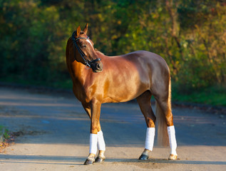 Brown horse