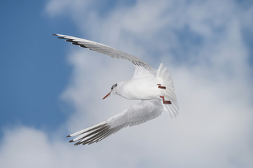 Black-headed Gull, Chroicocephalus ridibundus