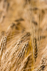 Gerstenfeld vor der Ernte