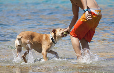 Dog playing in the water with its master