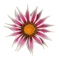 gazania