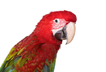 Green Wing Macaw