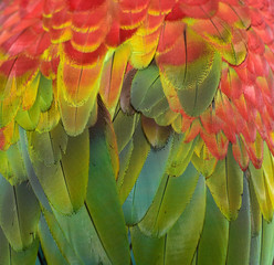 Beautiful Macaw Feathers