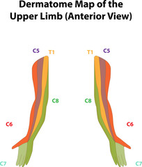 Dermatome Map of the Upper Limb