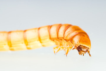 Mehlwurm, Larve des Mehlkäfers (Tenebrio molitor)