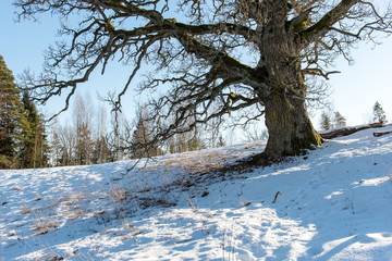 old oak tree in winter