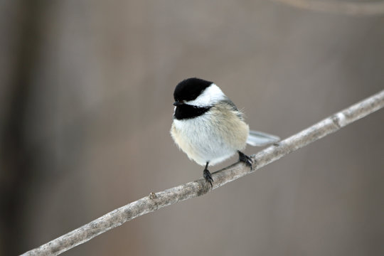 M&eacute;sange &agrave; t&ecirc;te noire