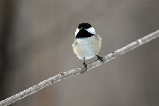 M&eacute;sange &agrave; t&ecirc;te noire