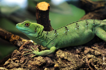 Grüne Wasseragame