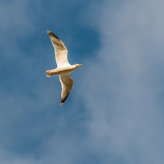 Gull Overhead