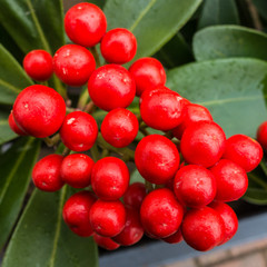 Skimmia Japonica Berries