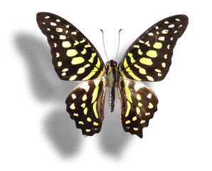 Fototapeta na wymiar Butterfly isolated on white.