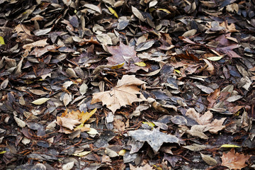 Carpet of winter leaves in the park