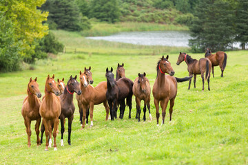 Fototapeta premium horse herd