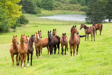 Tuinposter paarden kudde © michaeljung