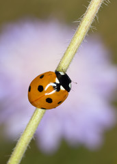 Seven spot Ladybug, coccinella septempunctata