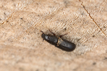 Rhyncolus beetle on wood