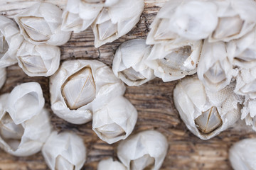 Barnacle, Cirripedia on wood