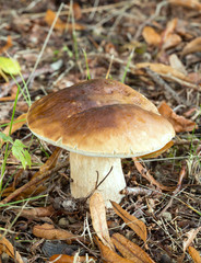 King bolete, Boletus edulis