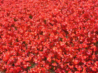 一面のベコニア