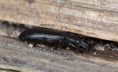 Menephilus cylindricus on wood, side view