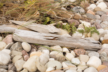 Driftwood on rocks
